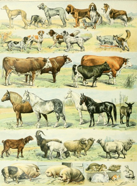 Nouveau Larousse illustré - dictionnaire universel encyclopédique (1898) (14595723647)