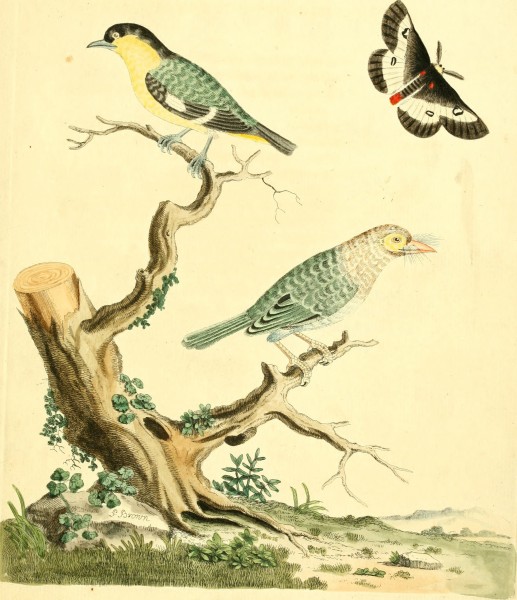 Nouvelles illustrations de zoologie - contenant cinquante planches enlumineés d'oiseaux curieux, et qui non etés jamais descrits, et quelques de quadrupedes, de reptiles et d'insectes, avec de courtes (14563980258)