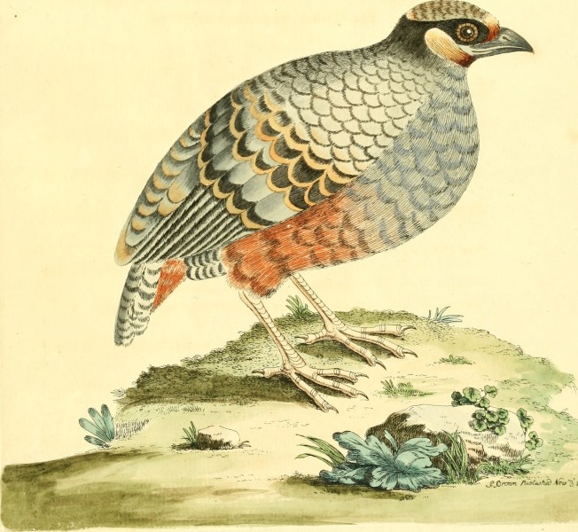 Nouvelles illustrations de zoologie - contenant cinquante planches enlumineés d'oiseaux curieux, et qui non etés jamais descrits, et quelques de quadrupedes, de reptiles et d'insectes, avec de courtes (14563982748)
