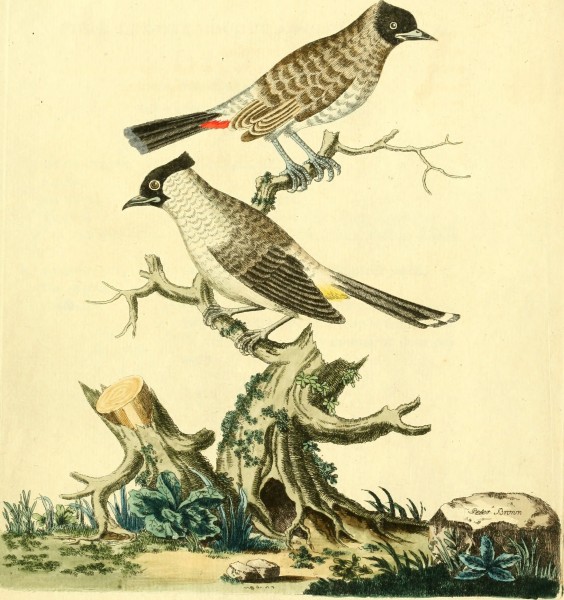 Nouvelles illustrations de zoologie - contenant cinquante planches enlumineés d'oiseaux curieux, et qui non etés jamais descrits, et quelques de quadrupedes, de reptiles et d'insectes, avec de courtes (14563999218)
