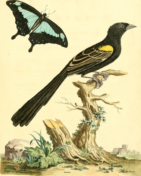 Nouvelles illustrations de zoologie - contenant cinquante planches enlumineés d'oiseaux curieux, et qui non etés jamais descrits, et quelques de quadrupedes, de reptiles et d'insectes, avec de courtes (14564183007)