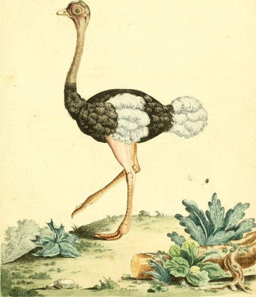 Nouvelles illustrations de zoologie - contenant cinquante planches enlumineés d'oiseaux curieux, et qui non etés jamais descrits, et quelques de quadrupedes, de reptiles et d'insectes, avec de courtes (14564189017)