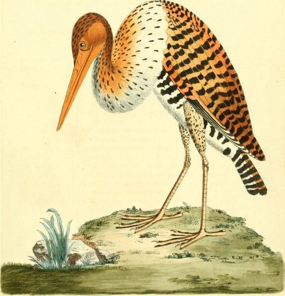 Nouvelles illustrations de zoologie - contenant cinquante planches enlumineés d'oiseaux curieux, et qui non etés jamais descrits, et quelques de quadrupedes, de reptiles et d'insectes, avec de courtes (14564210037)