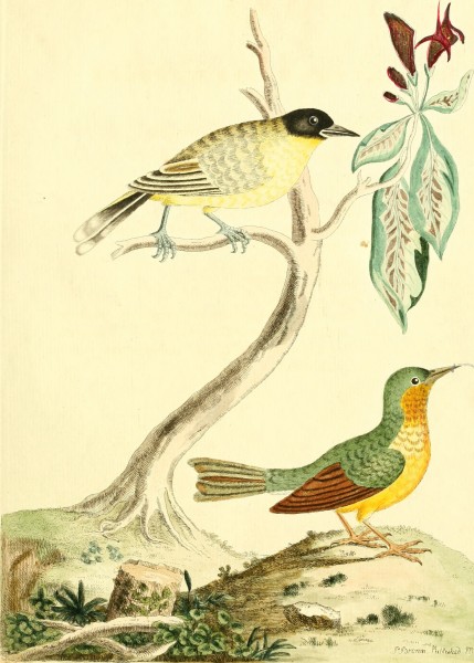 Nouvelles illustrations de zoologie - contenant cinquante planches enlumineés d'oiseaux curieux, et qui non etés jamais descrits, et quelques de quadrupedes, de reptiles et d'insectes, avec de courtes (14727649036)