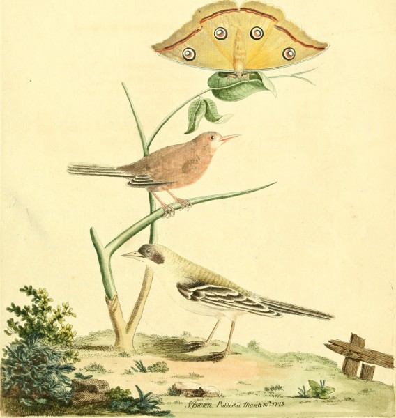 Nouvelles illustrations de zoologie - contenant cinquante planches enlumineés d'oiseaux curieux, et qui non etés jamais descrits, et quelques de quadrupedes, de reptiles et d'insectes, avec de courtes (14727649616)