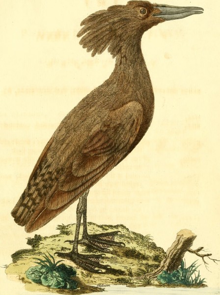Nouvelles illustrations de zoologie - contenant cinquante planches enlumineés d'oiseaux curieux, et qui non etés jamais descrits, et quelques de quadrupedes, de reptiles et d'insectes, avec de courtes (14747485321)