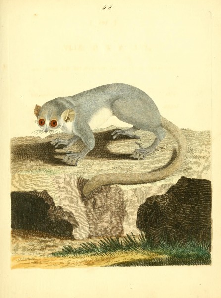 Nouvelles illustrations de zoologie - contenant cinquante planches enlumineés d'oiseaux curieux, et qui non etés jamais descrits, et quelques de quadrupedes, de reptiles et d'insectes, avec de courtes (14748316924)