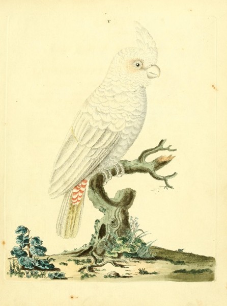 Nouvelles illustrations de zoologie - contenant cinquante planches enlumineés d'oiseaux curieux, et qui non etés jamais descrits, et quelques de quadrupedes, de reptiles et d'insectes, avec de courtes (14750307932)