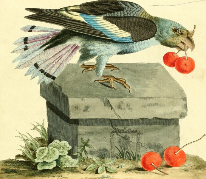Nouvelles illustrations de zoologie - contenant cinquante planches enlumineés d'oiseaux curieux, et qui non etés jamais descrits, et quelques de quadrupedes, de reptiles et d'insectes, avec de courtes (14750310992)