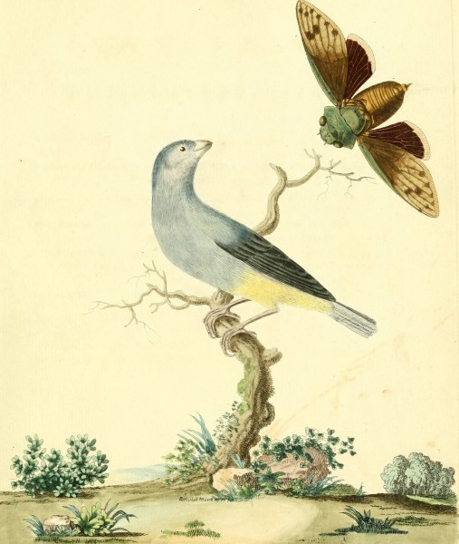 Nouvelles illustrations de zoologie - contenant cinquante planches enlumineés d'oiseaux curieux, et qui non etés jamais descrits, et quelques de quadrupedes, de reptiles et d'insectes, avec de courtes (14750333242)