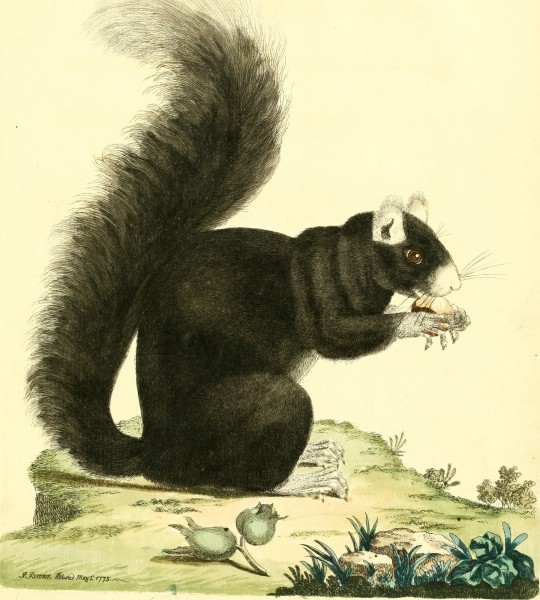 Nouvelles illustrations de zoologie - contenant cinquante planches enlumineés d'oiseaux curieux, et qui non etés jamais descrits, et quelques de quadrupedes, de reptiles et d'insectes, avec de courtes (14750662915)