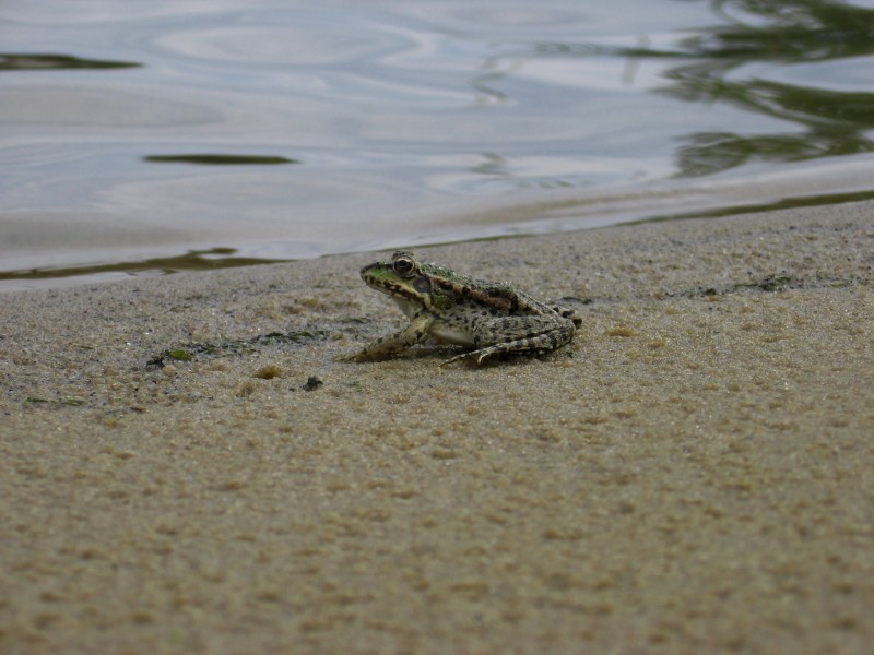 Novokhopyorsk district of Voronezh region. Khopyorsky State Reserve. Khopyor River. Wildlife.