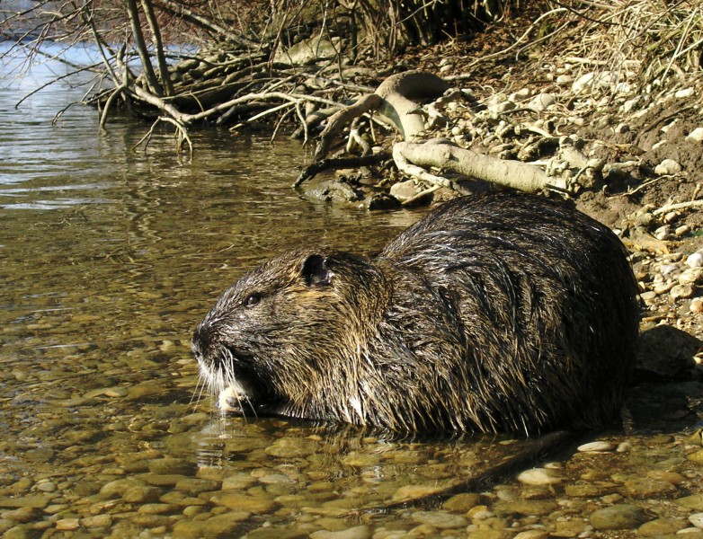Nutria (Myocastor coypus)
