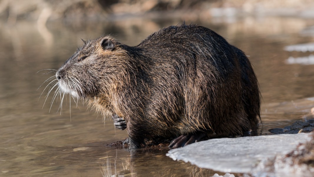 Nutria (Myocastor coypus) in a partially frozen river Ljubljanica