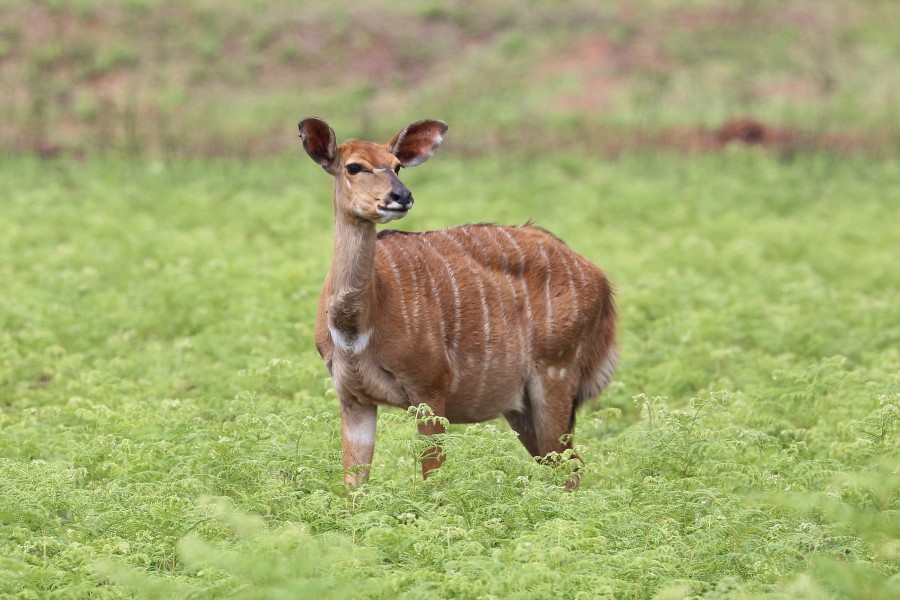 Nyala (female), Mlilwane Wildlife Sanctuary