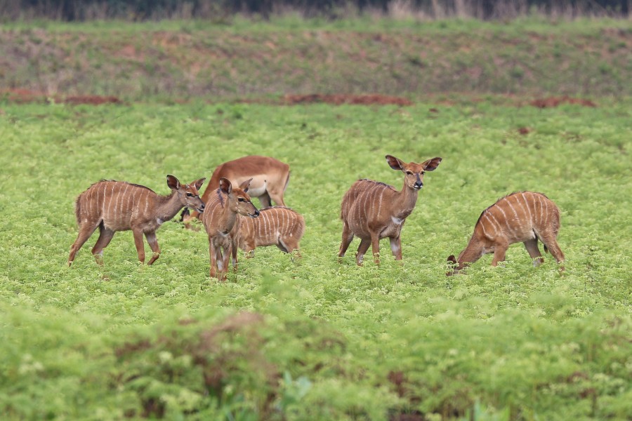 Nyalas in Mlilwane Wildlife Sanctuary