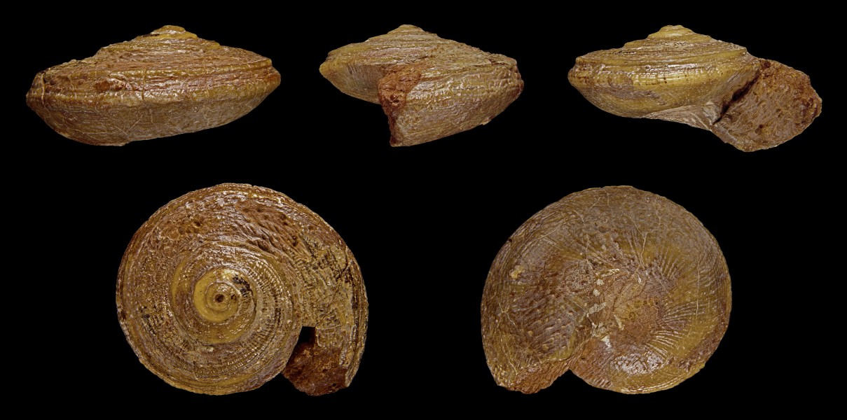 Obornella granulata 01