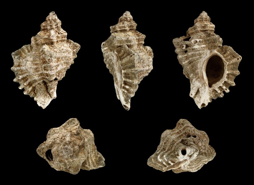 Ocenebra erinacea fossil 01