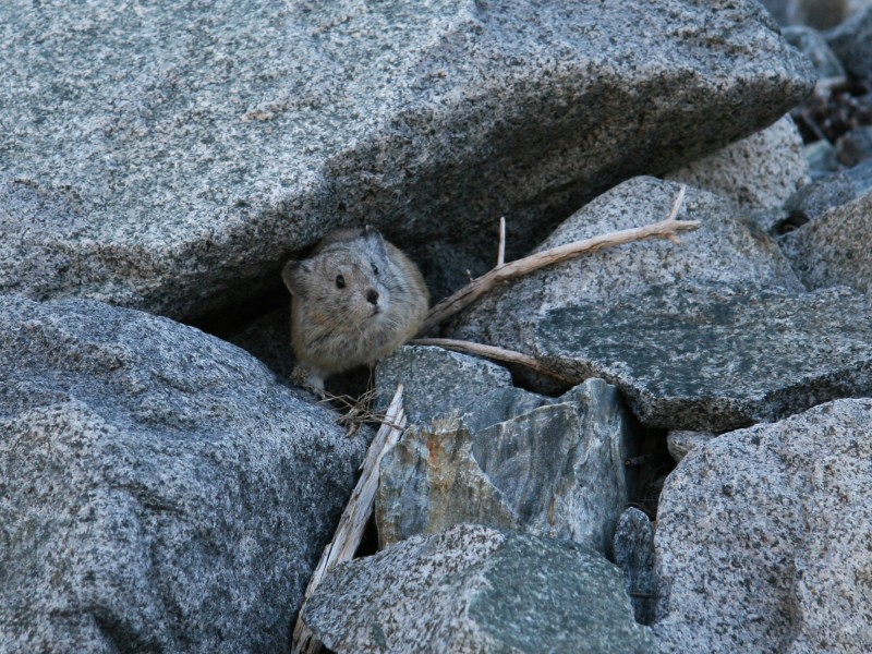 Ochotona princeps pika face camouflaged