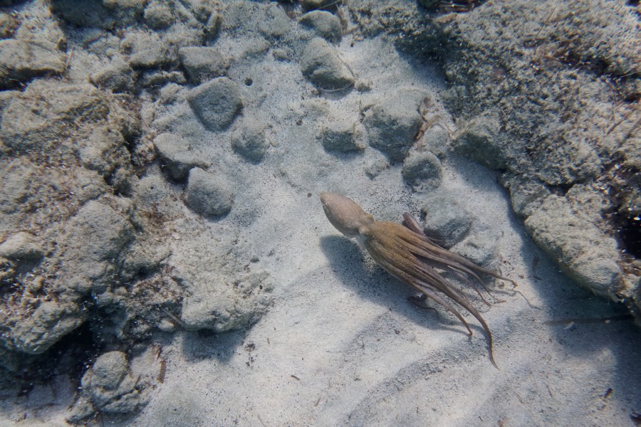 Octopus (28836592458)