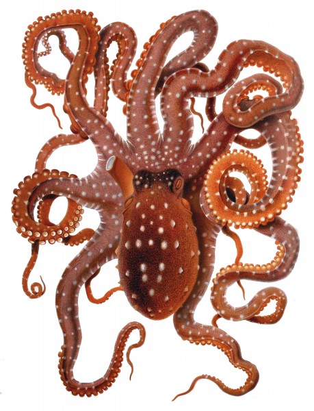 Octopus macropus Merculiano