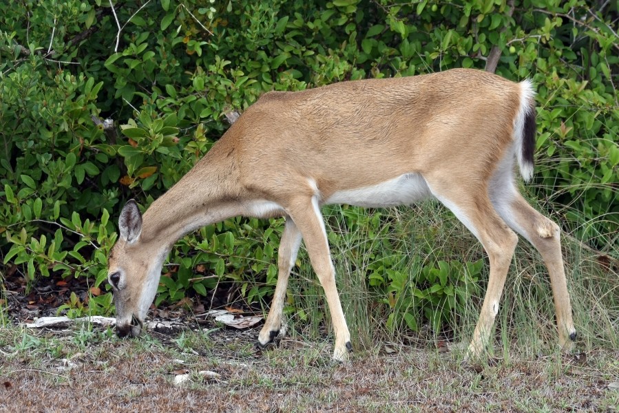 Odocoileus virginianus clavium female graze