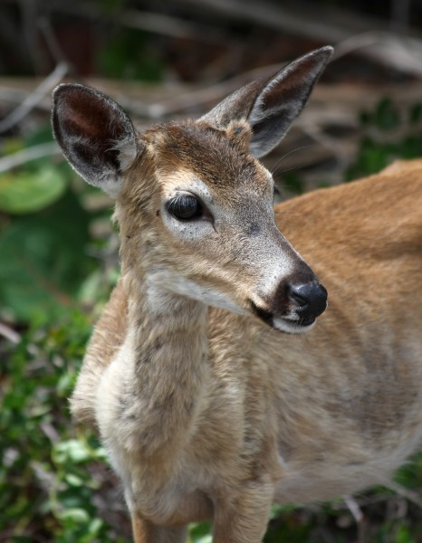 Odocoileus virginianus clavium male head