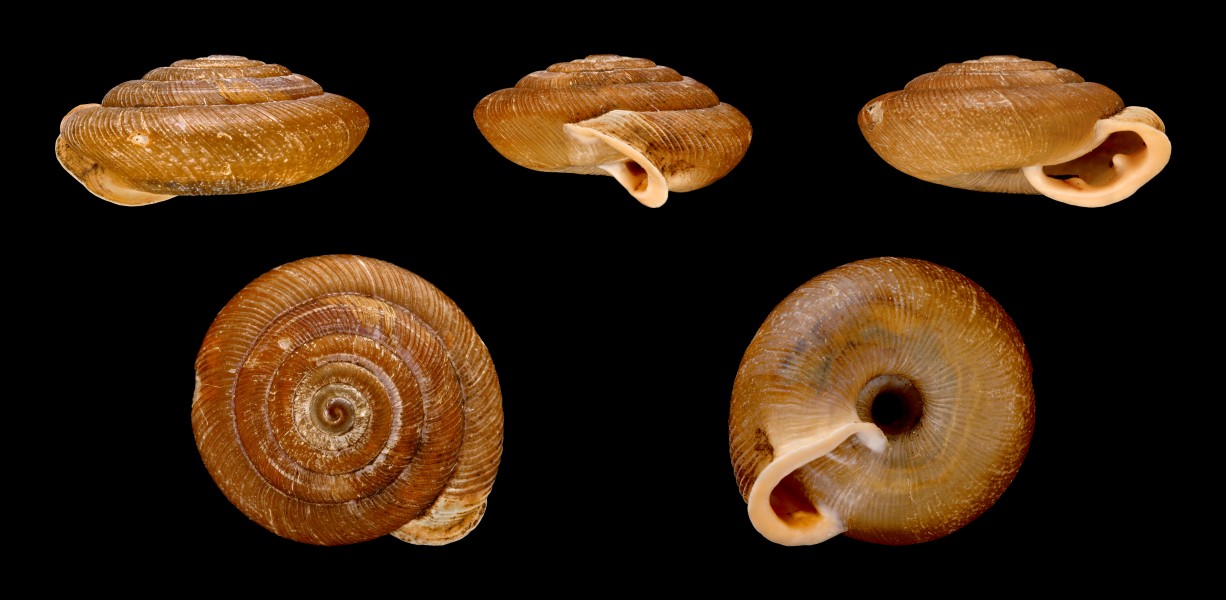 Oestophora barbula 01