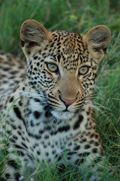 Okavango Delta, Botswana (2685407444)