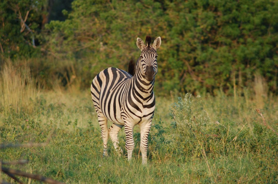 Okavango Delta, Botswana (2813968590)