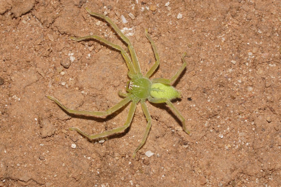 Olios milleti 01692