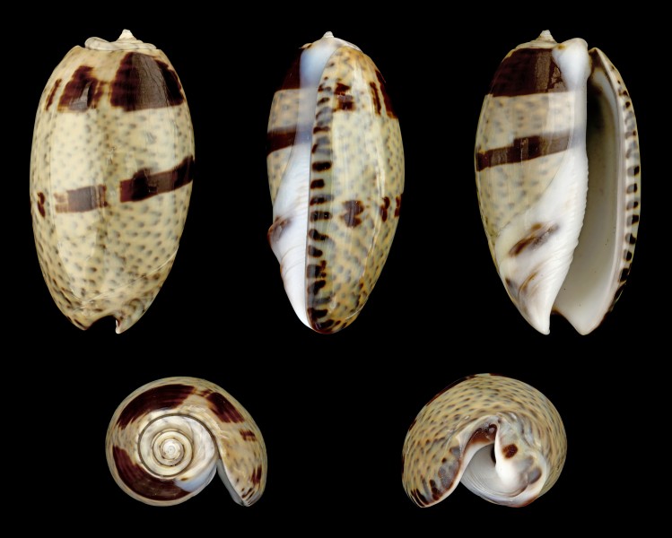 Oliva bulbosa forma bicingulata 01