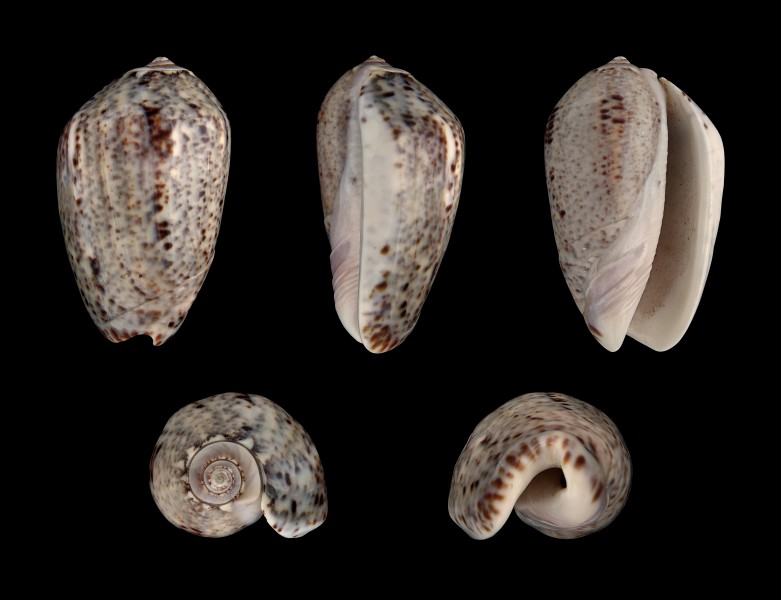 Oliva incrassata 01