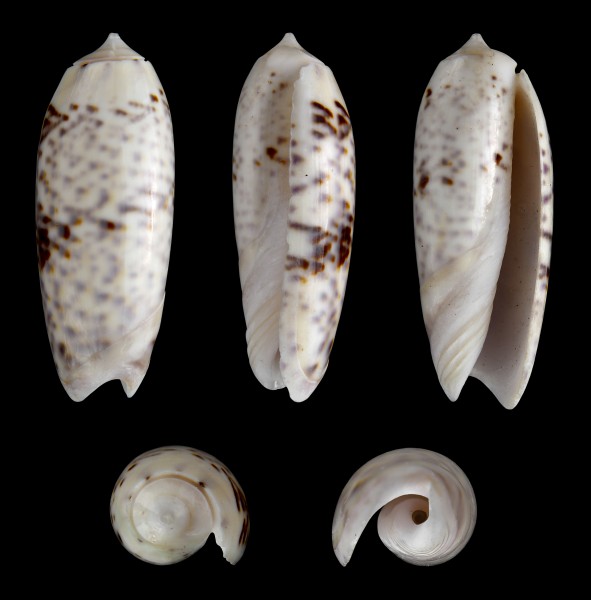 Oliva lignaria 01