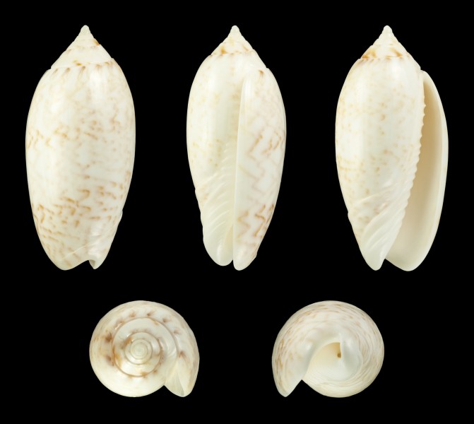 Oliva reticularis 01