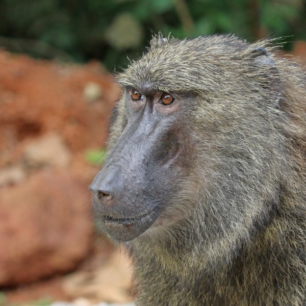 Olive baboon (Papio anubis) head