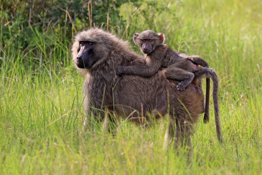 Olive baboon (Papio anubis) with juvenile