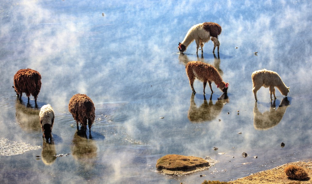On and around Bolivias' Salar de Uyuni - on Laguna Colarada - Llamas in the mist - (24721897742)