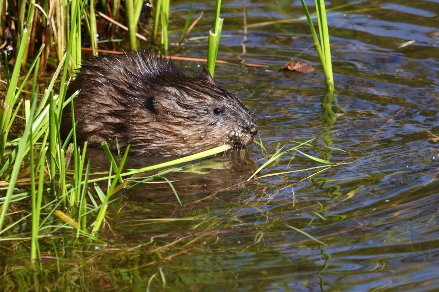 Ondatra zibethicus CT