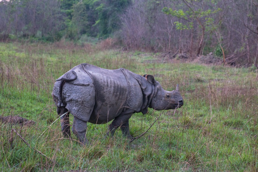 One-Horned Rhino Peeing