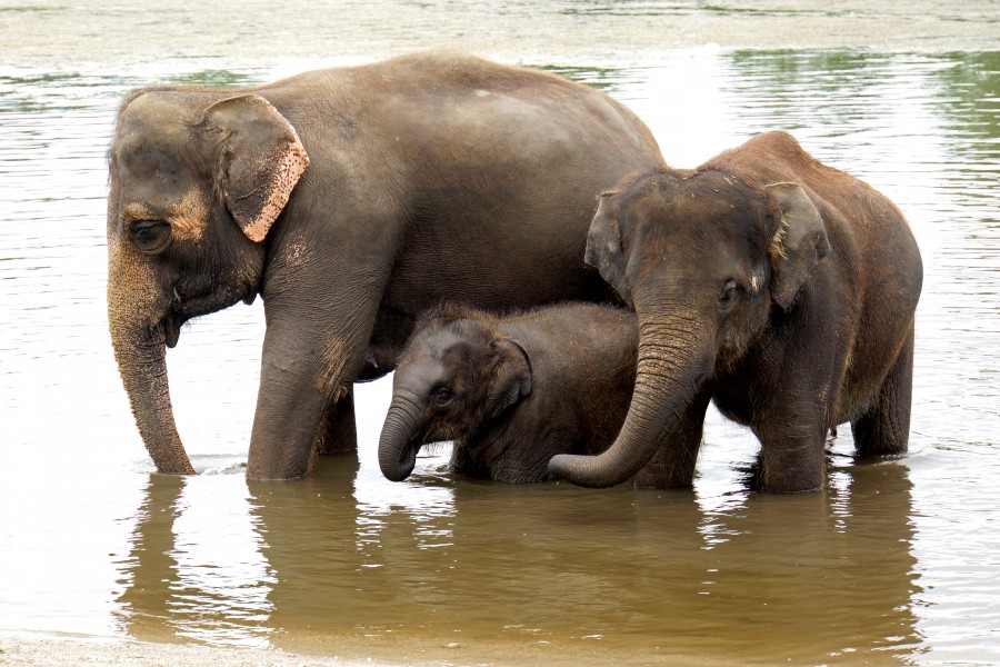 ONTARIO-00561 - Asian Elephant (14820347476)