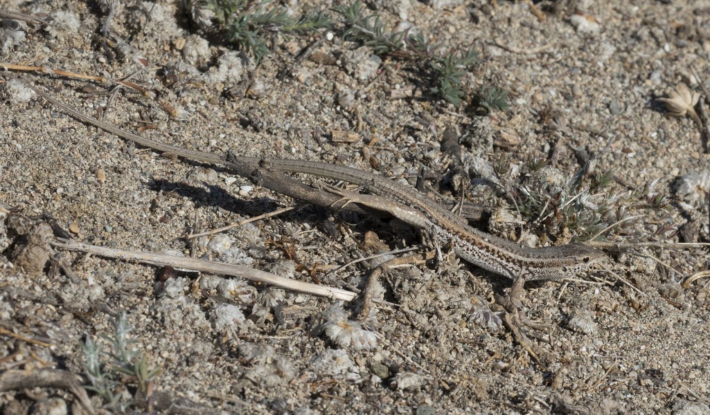 Ophisops elegans - Snake-eyed Lizard, Mersin 2016-10-01 01-1