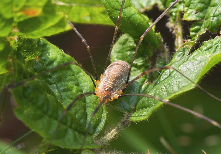 Opilio canestrinii LC0163