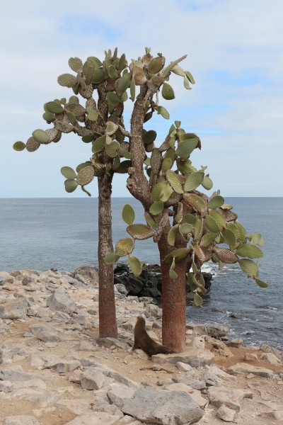 Opuntia echios, Santa Fe Island 01