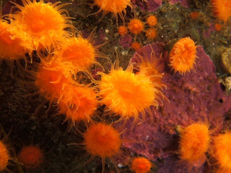 Orange cup coral (Balanophyllia elegans) 01