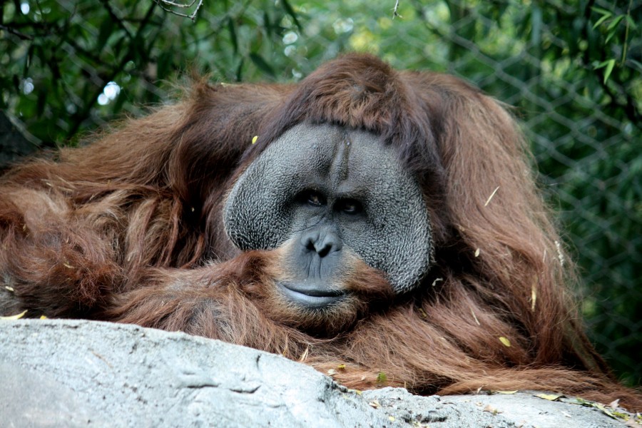 Orangutan2