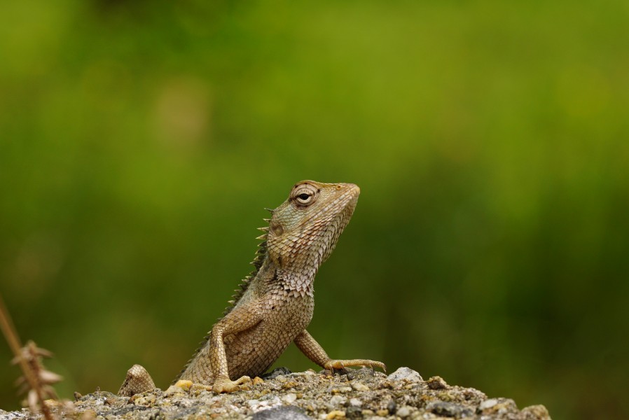 Oriental garden lizard 04084