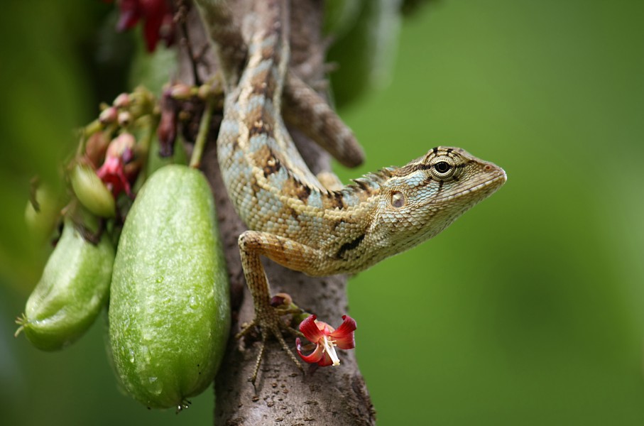 Oriental garden lizard (Calotes versicolor)