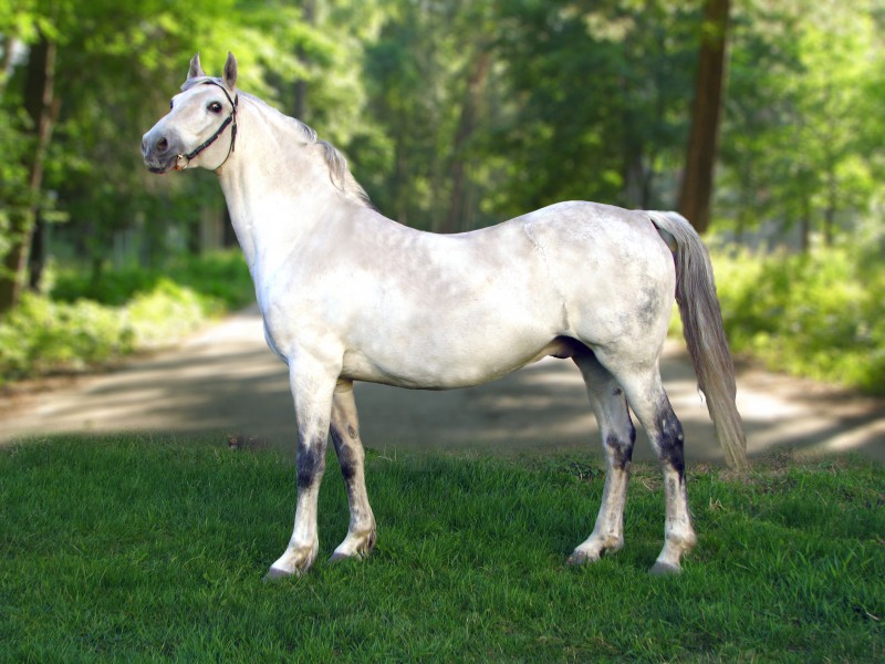 Orlov trotter Final 2.06,5 (Fagot-Arabika) born in Dubrovsky stud, Ukraine.