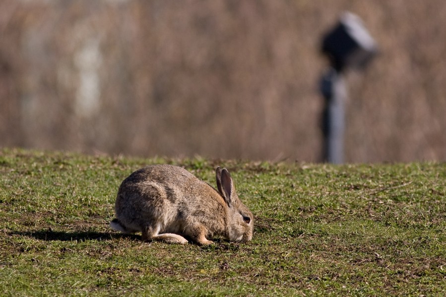 Oryctolagus cuniculus Helsinki